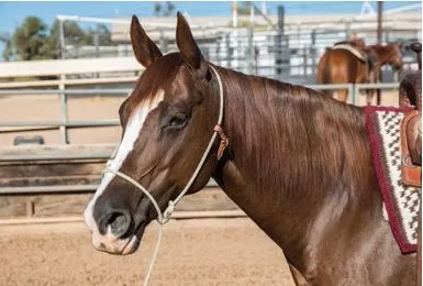 Training Halter
