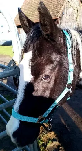 Halfter Cob Trkis