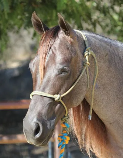 Professionals Choice Rope-Halter - Black/Turquoise