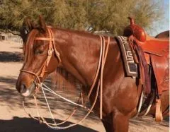 German Martingale mit Split Reins (Offenen Zgeln)